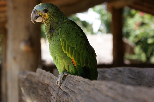 Papagaio Fazenda Babilonia